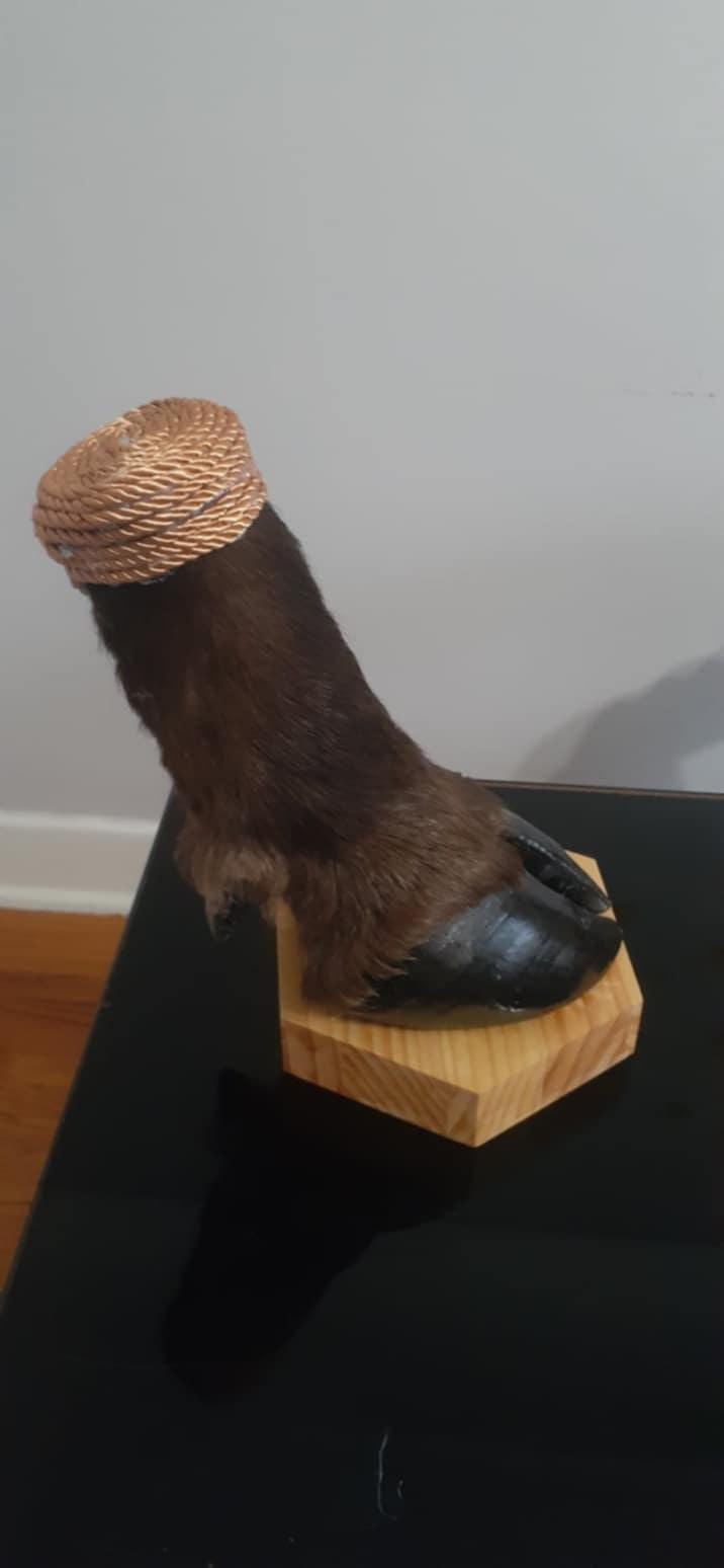 Bison foot taxidermy