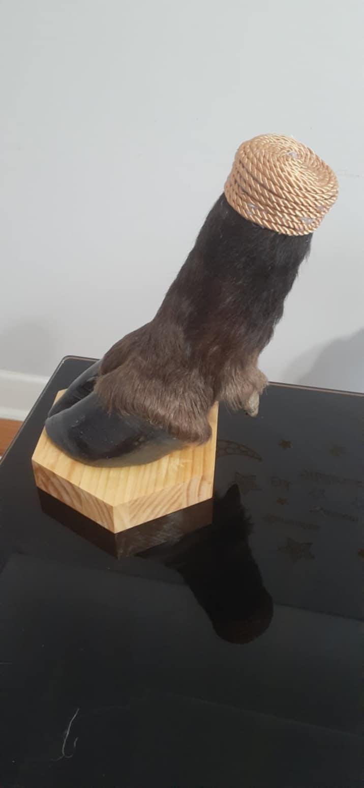 Bison foot taxidermy