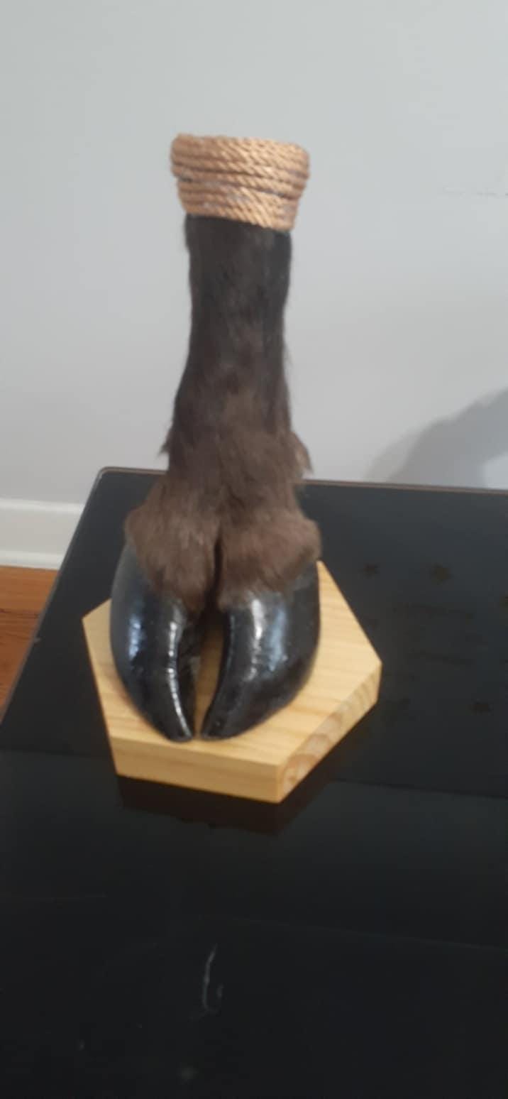 Bison foot taxidermy