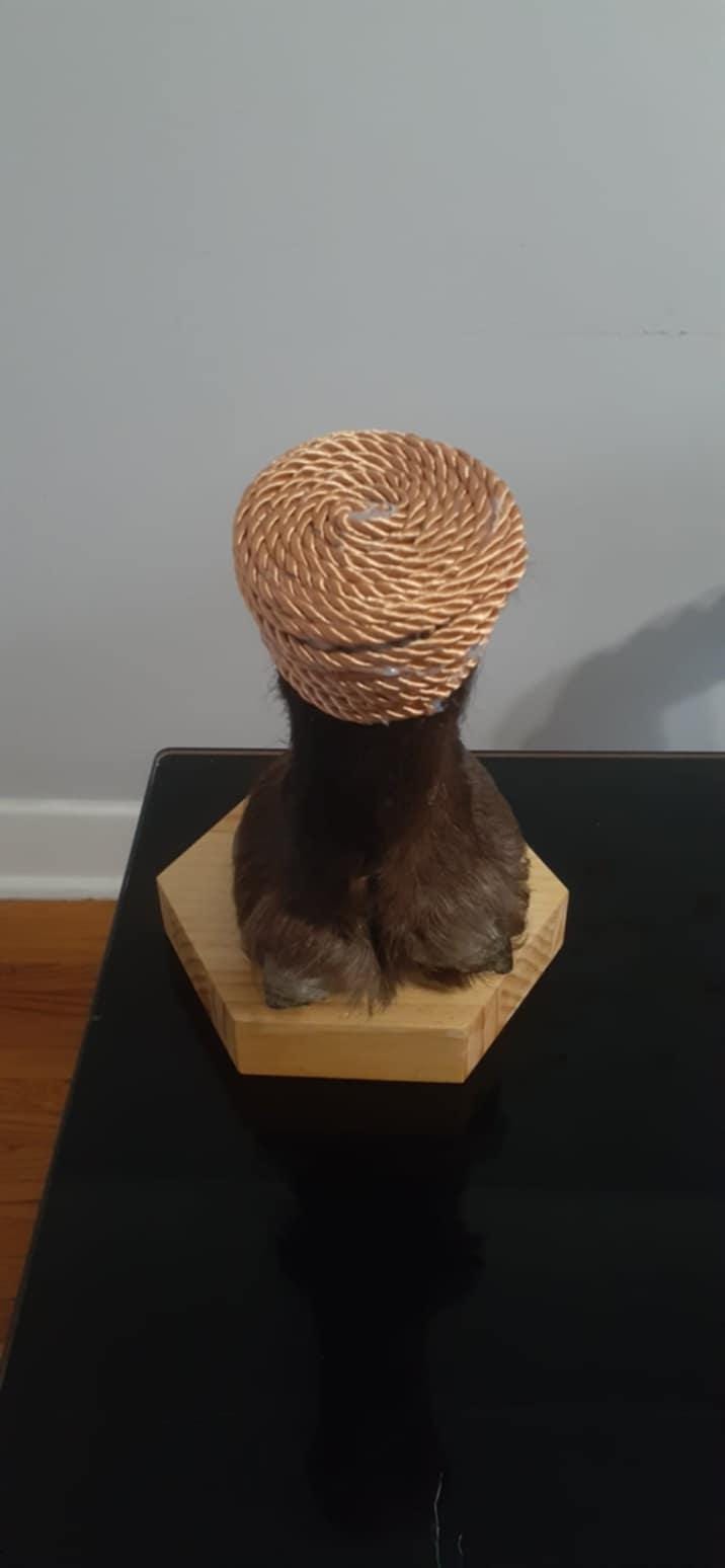 Bison foot taxidermy