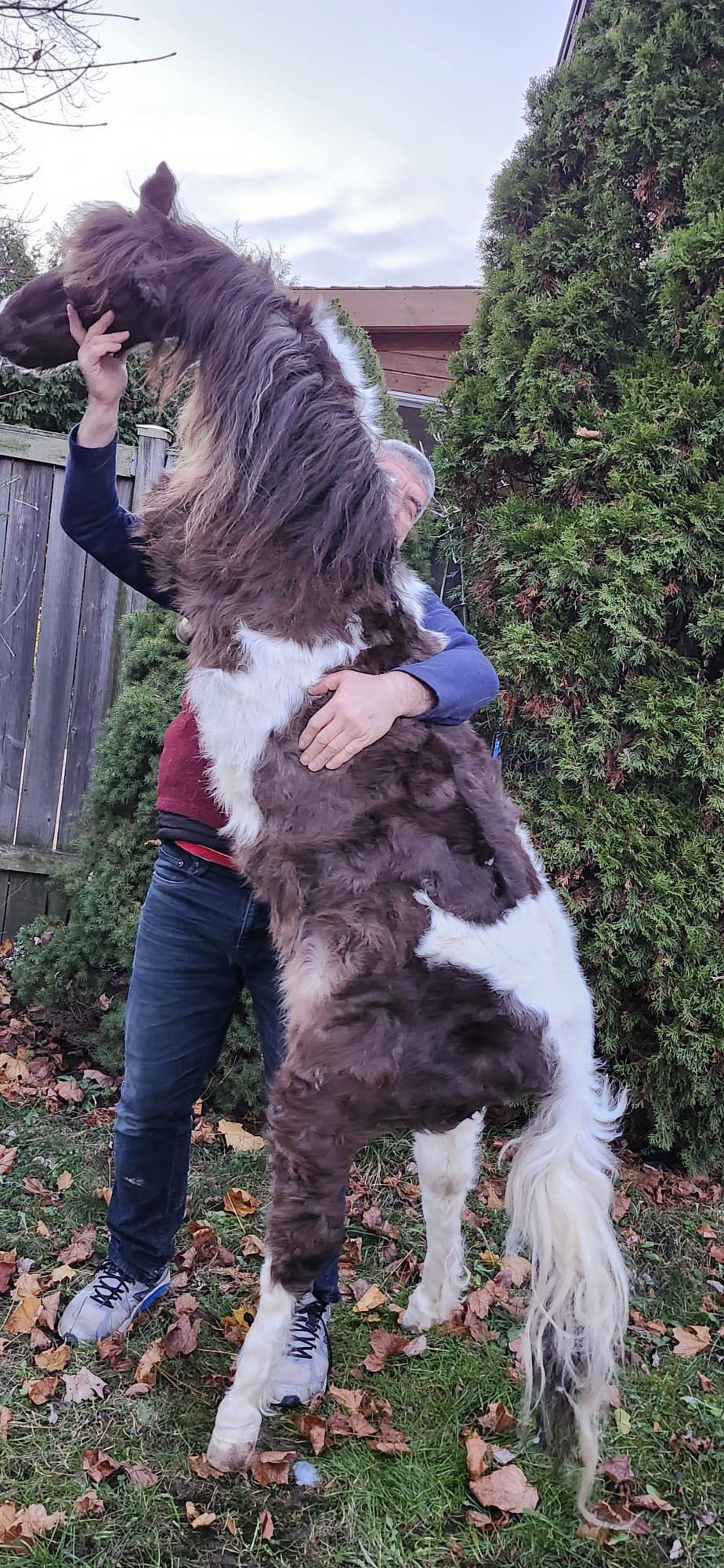 Rare to find soft mount full body horse taxidermy