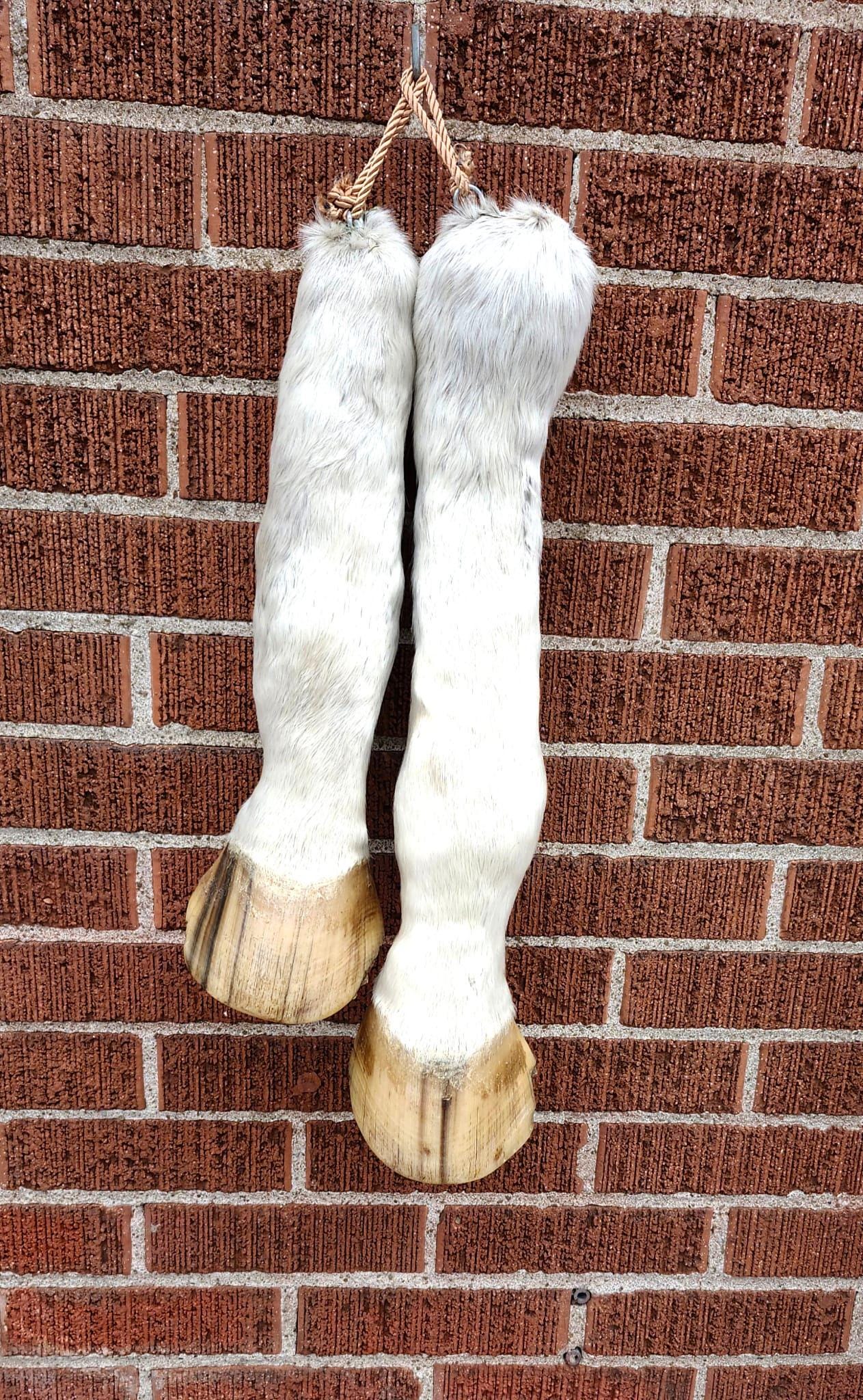 White horse leg taxidermy