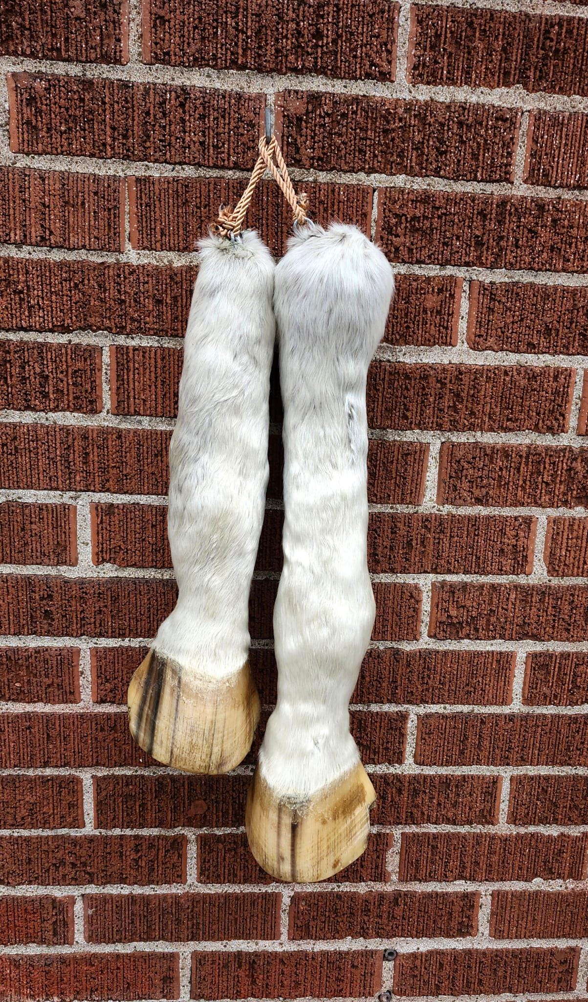 White horse leg taxidermy