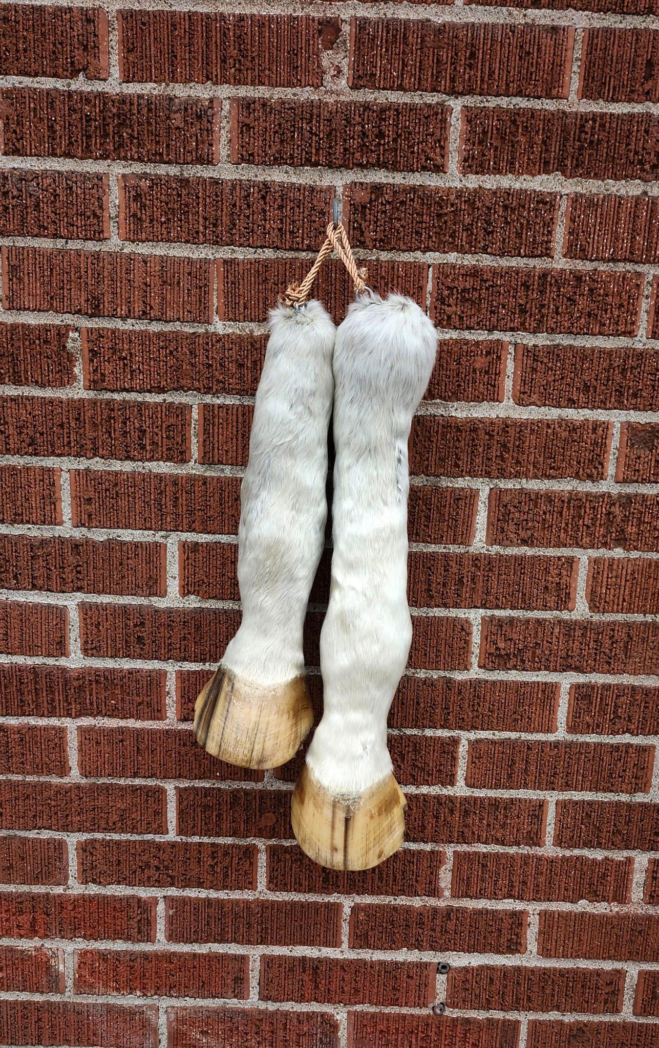 White horse leg taxidermy