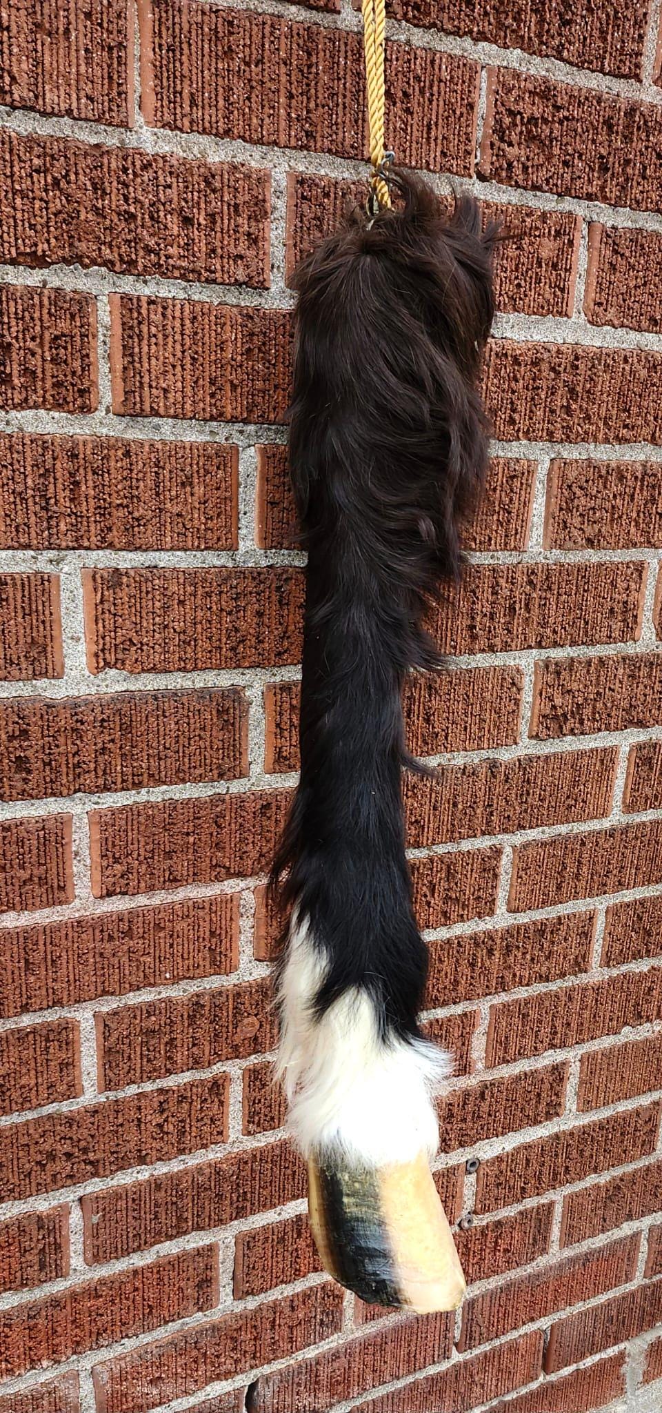 Very nice and unique high quality and rare to find horse leg taxidermy, horse hoof mount