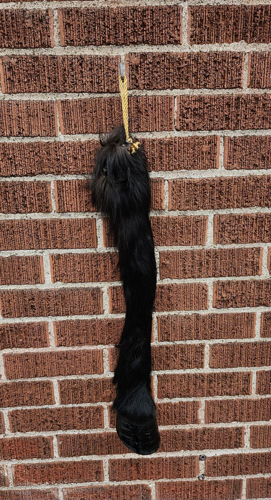 Very nice and unique high quality and rare to find horse leg taxidermy, horse hoof mount