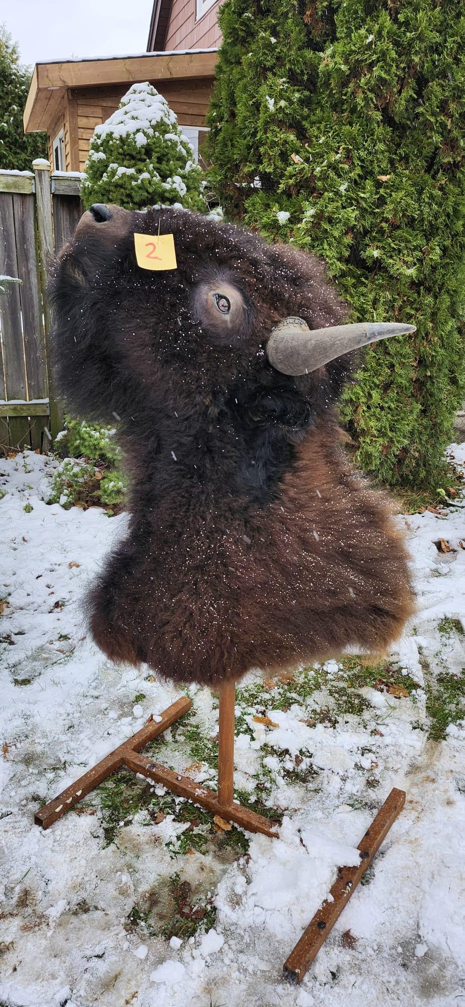 Shoulder mount bison/buffalo taxidermy