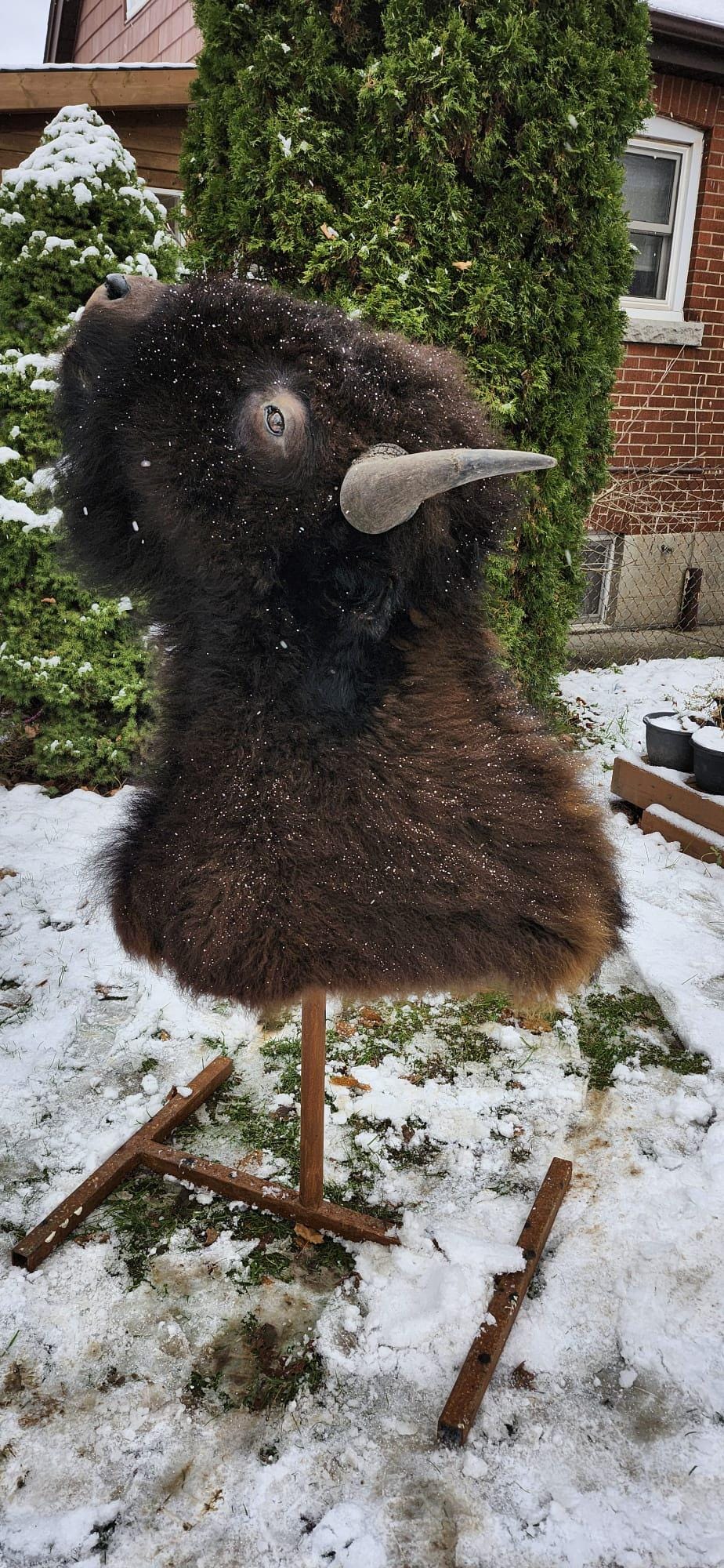 Shoulder mount bison/buffalo taxidermy