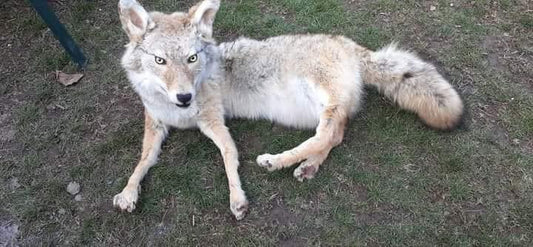 Fully posable soft mount coyote taxidermy