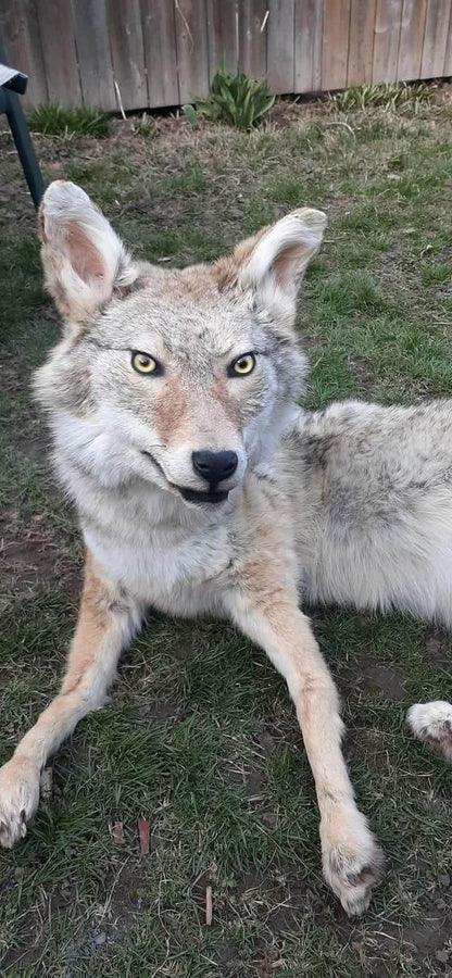 Fully posable soft mount coyote taxidermy
