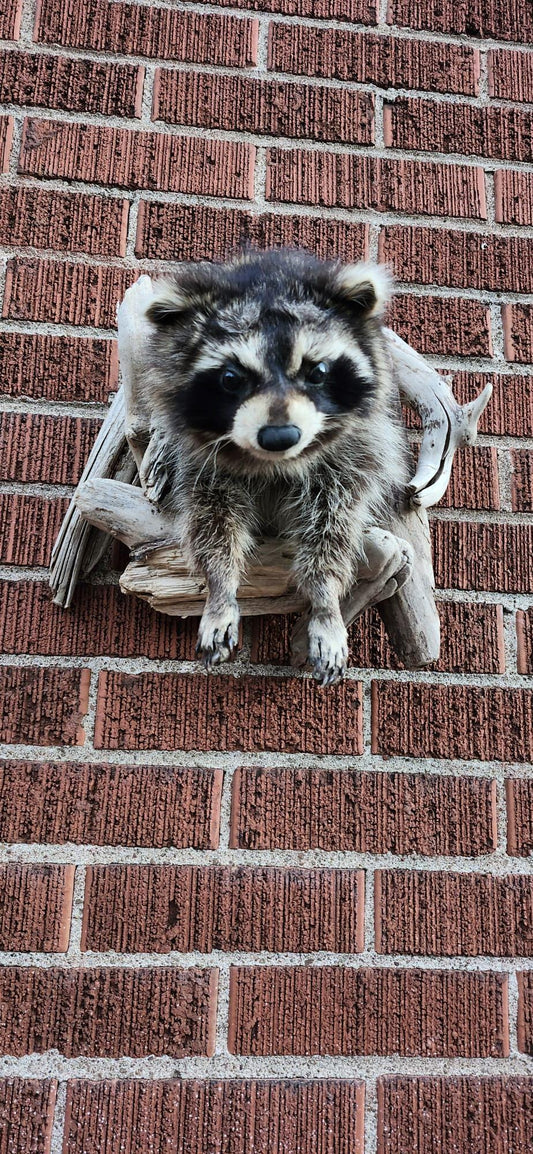 Shoulder mount raccoon taxidermy with posable front feet