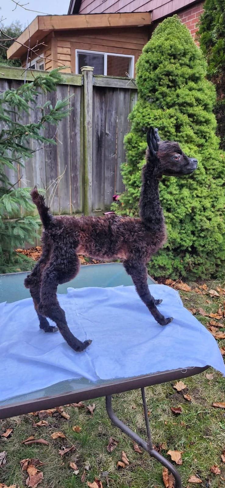 Fully posable soft mount baby Alpaca taxidermy
