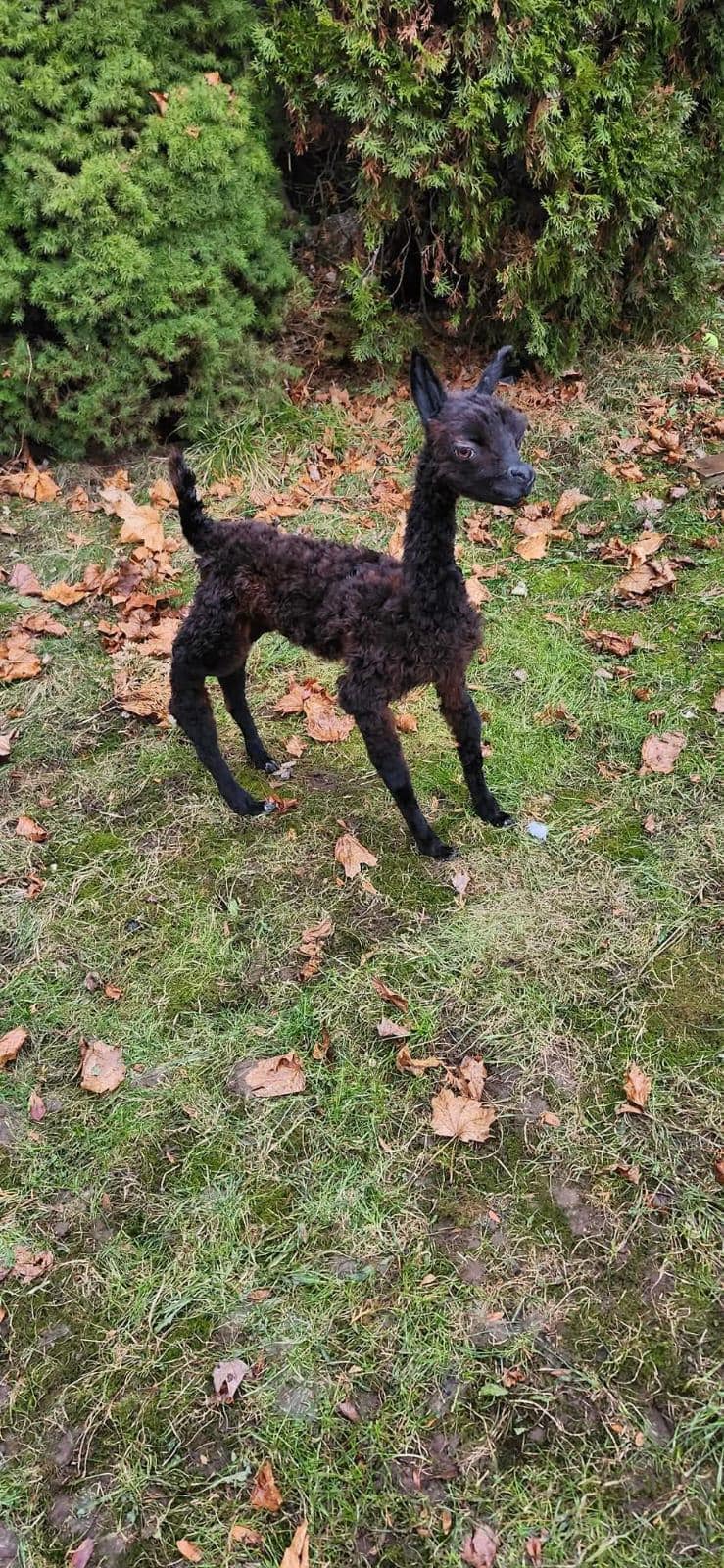 Fully posable soft mount baby Alpaca taxidermy