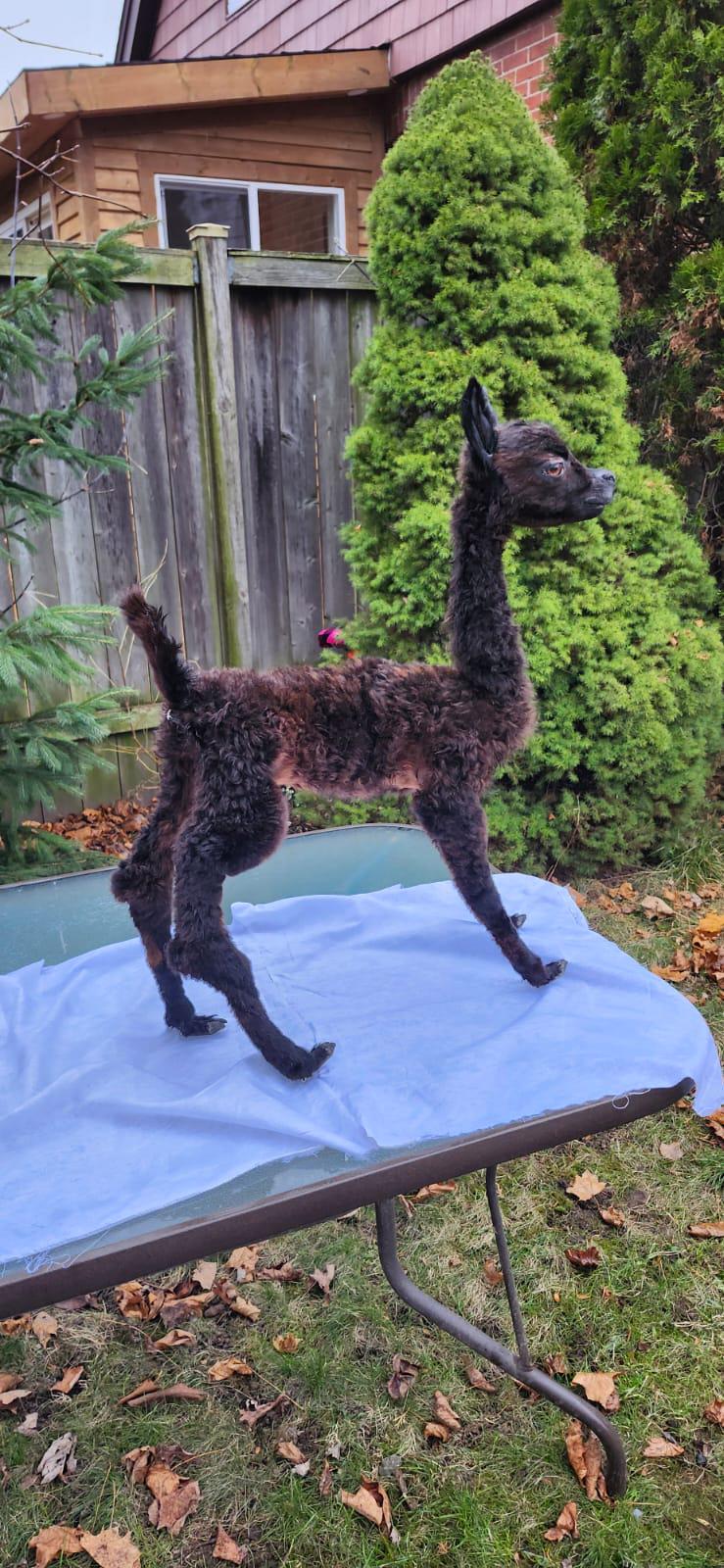 Fully posable soft mount baby Alpaca taxidermy