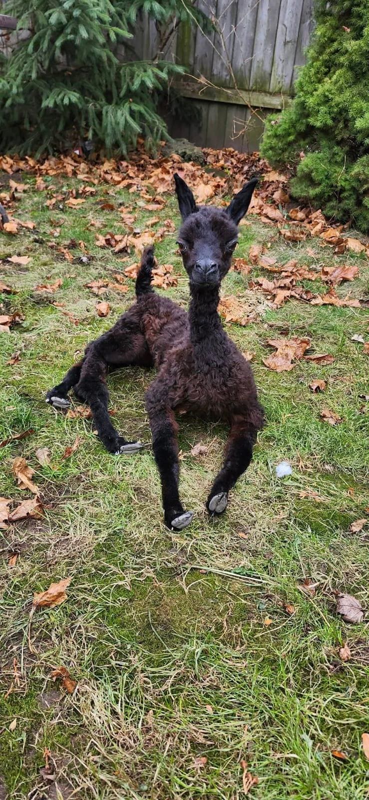 Fully posable soft mount baby Alpaca taxidermy