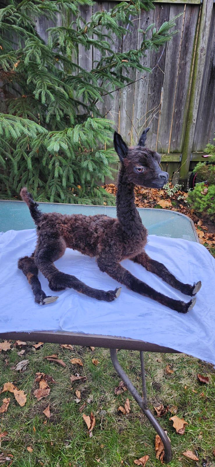 Fully posable soft mount baby Alpaca taxidermy