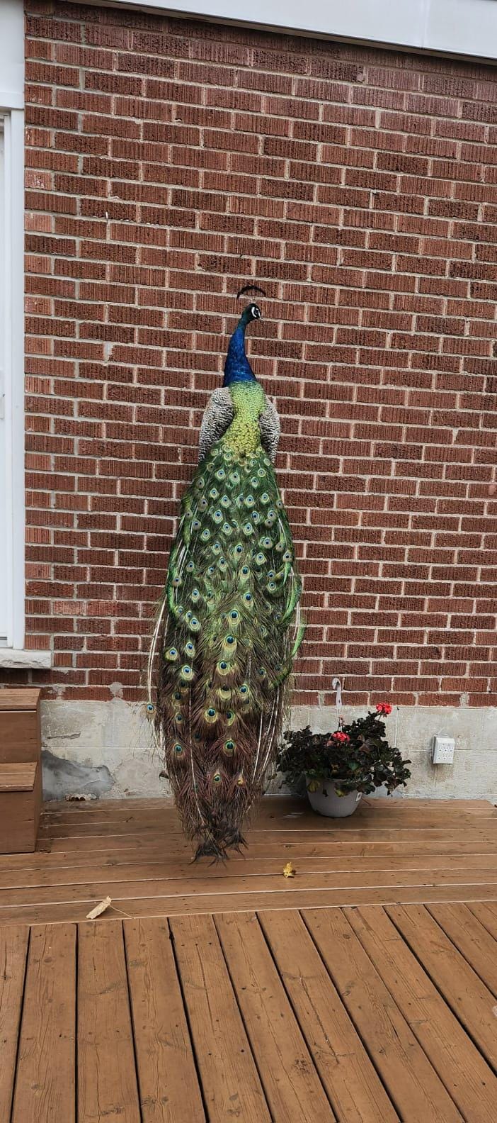 Wall mounted peacock taxidermy