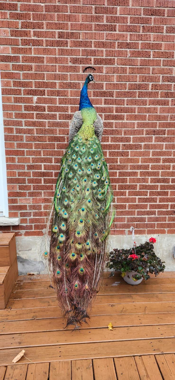 Wall mounted peacock taxidermy