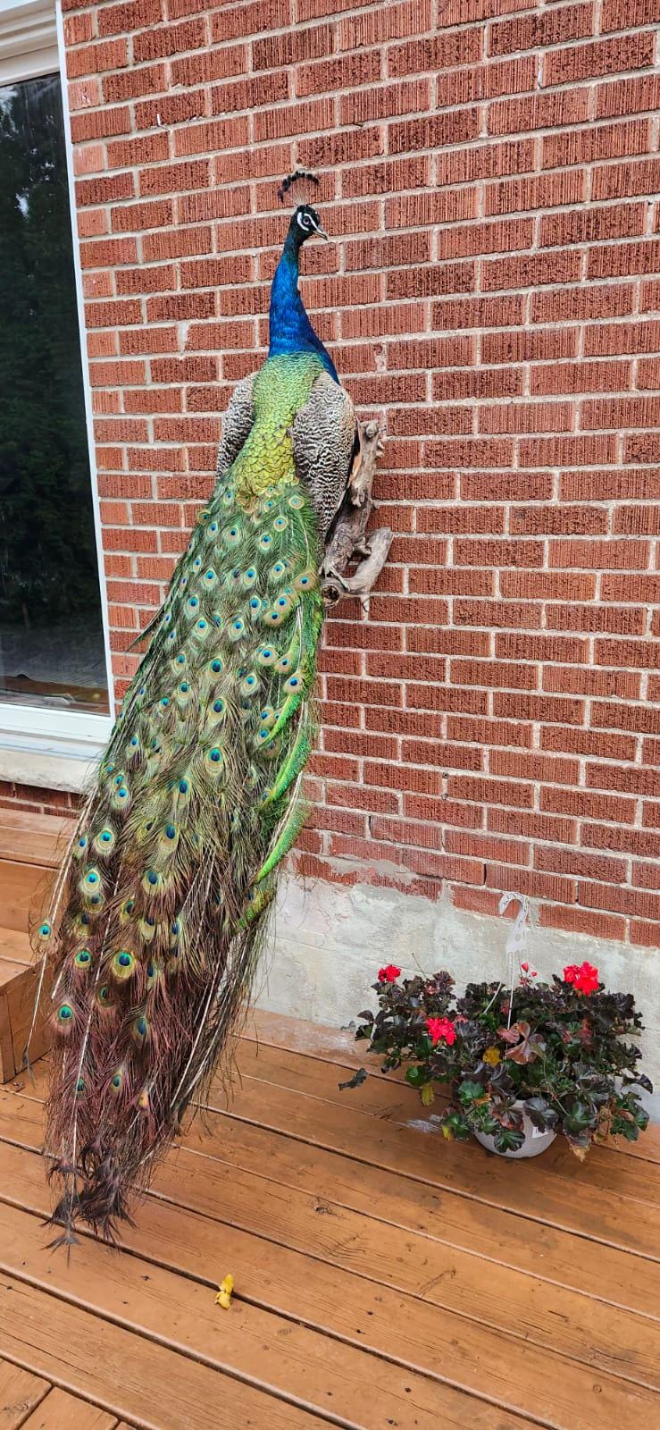 Wall mounted peacock taxidermy