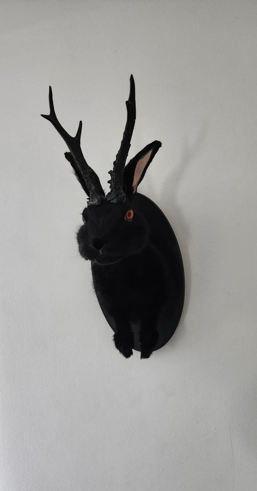 Shoulder mount Black jackalope taxidermy