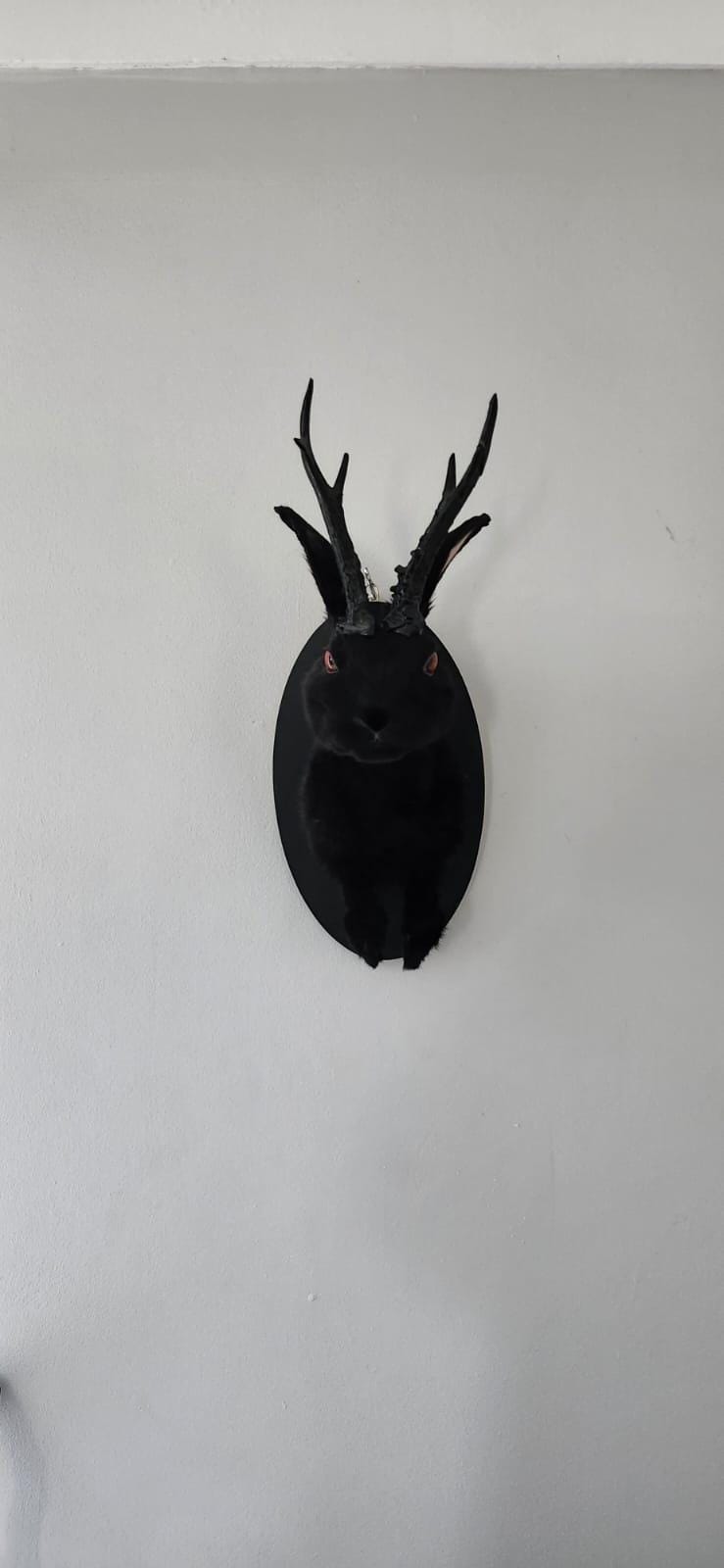 Shoulder mount Black jackalope taxidermy