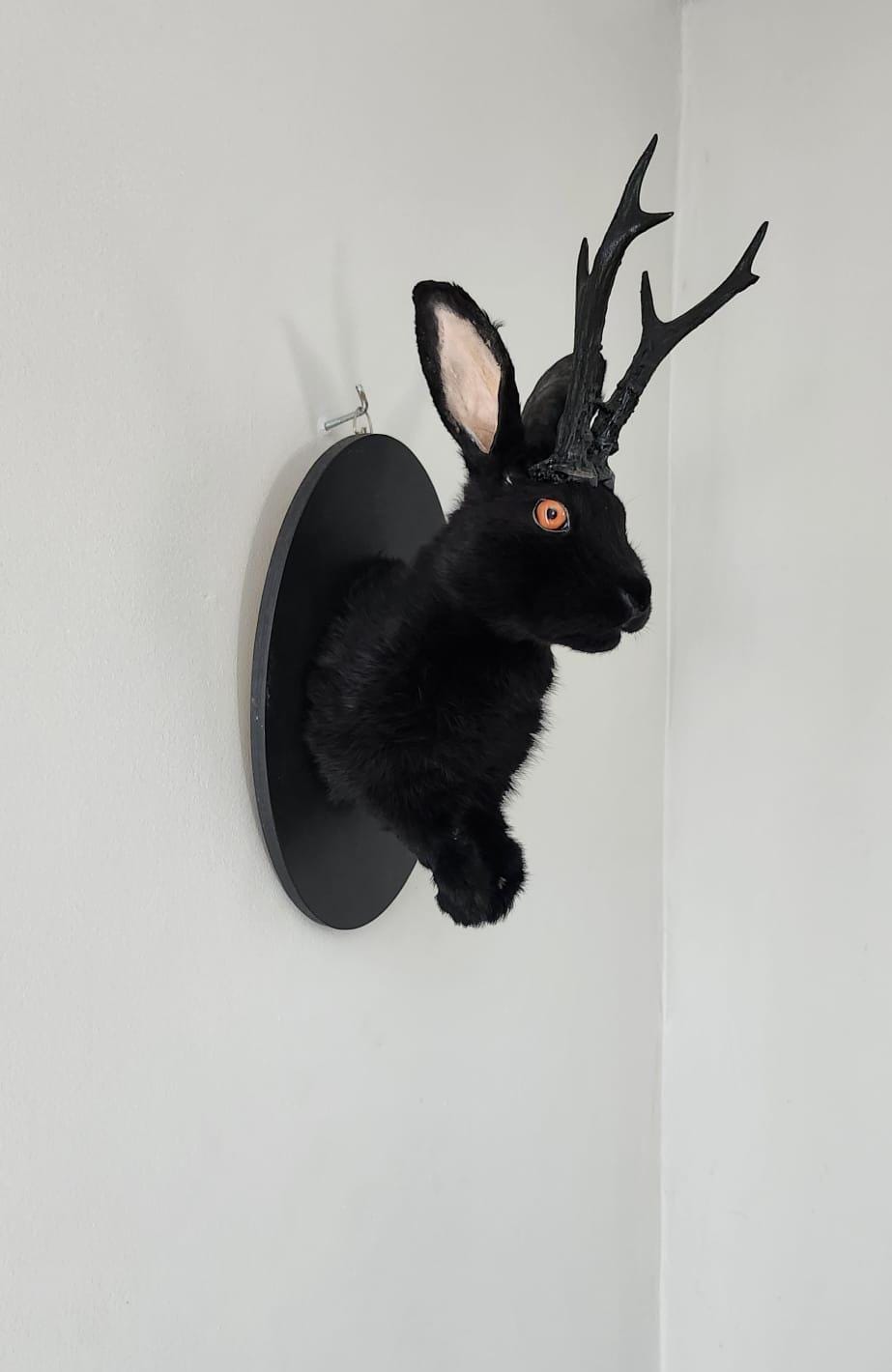 Shoulder mount Black jackalope taxidermy