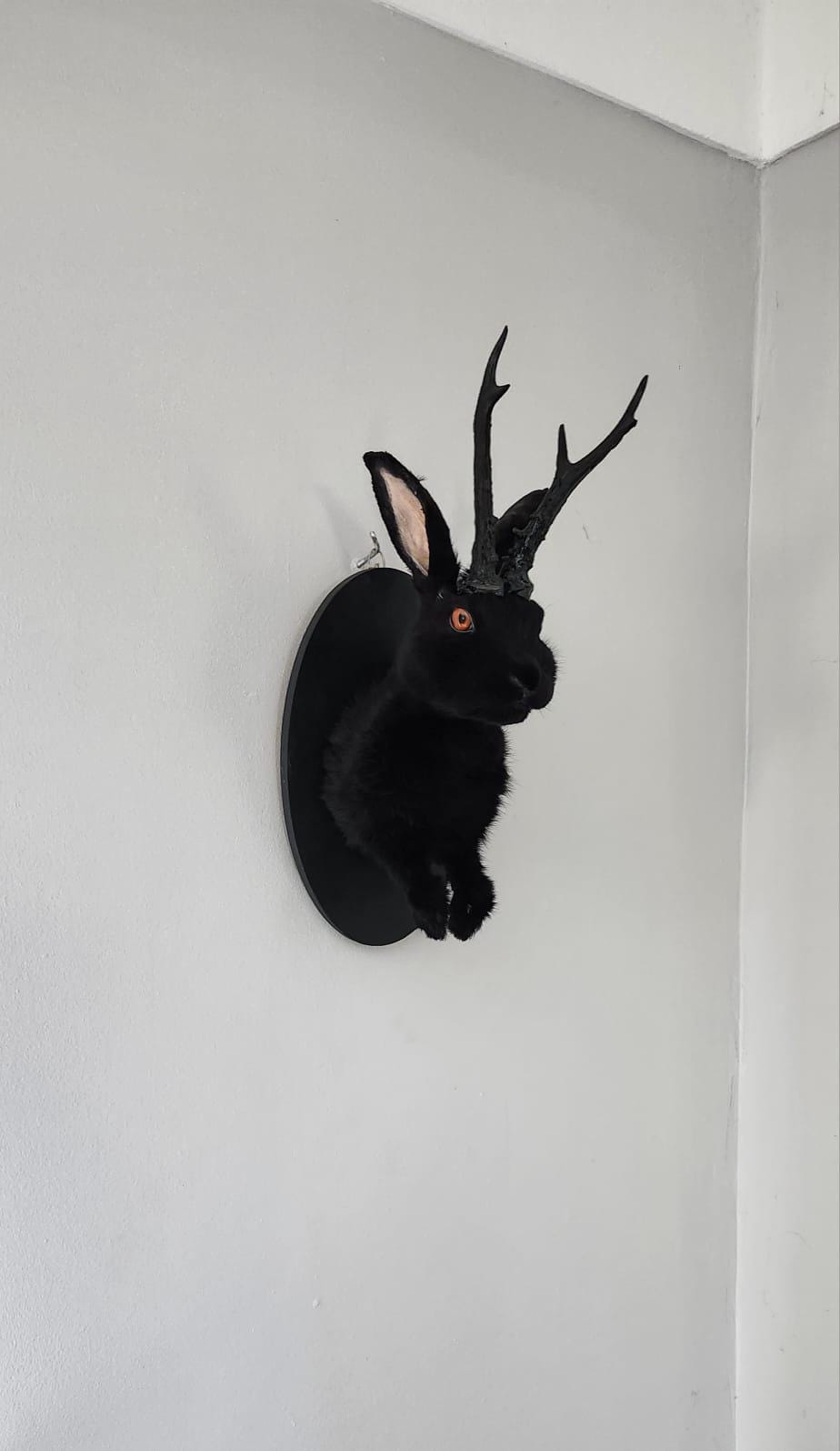 Shoulder mount Black jackalope taxidermy