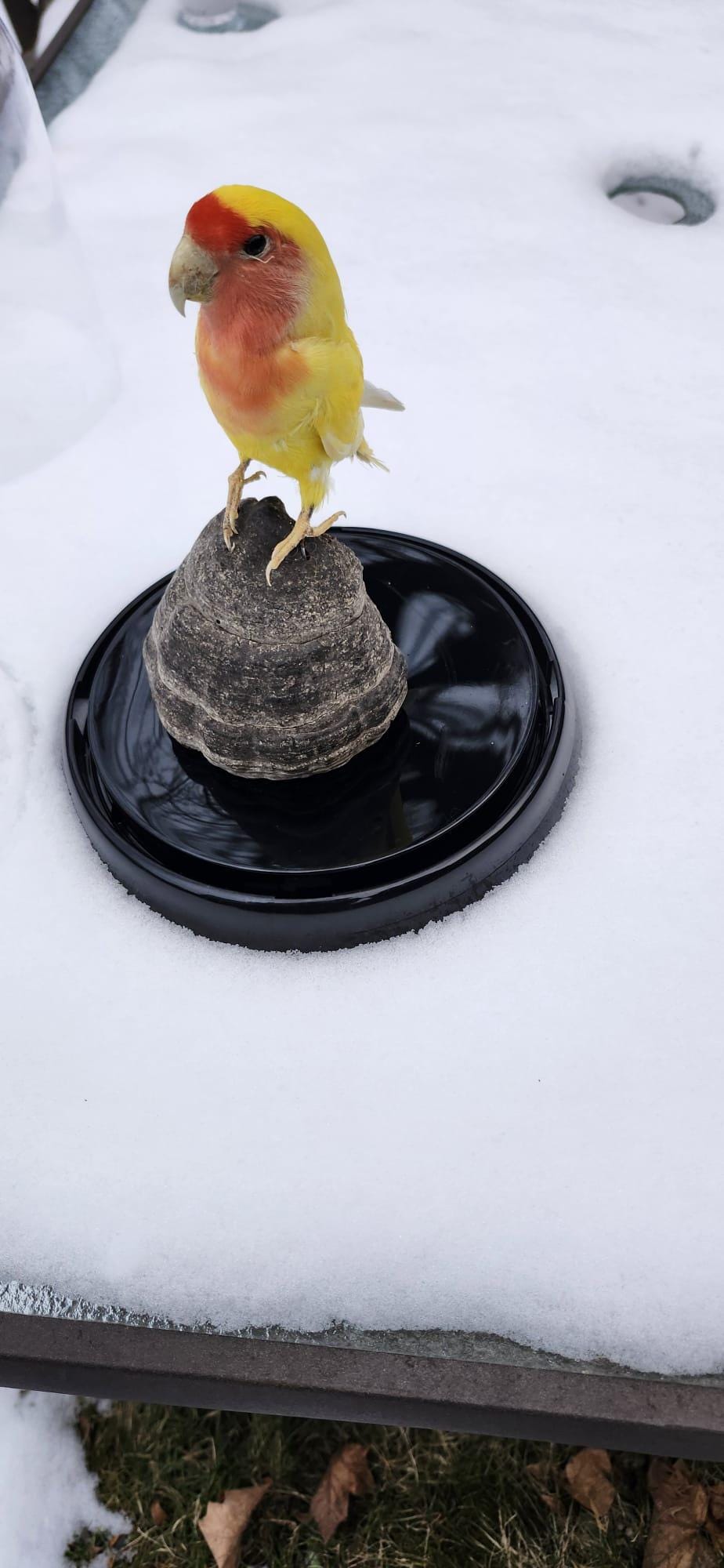 Love bird taxidermy in a dome