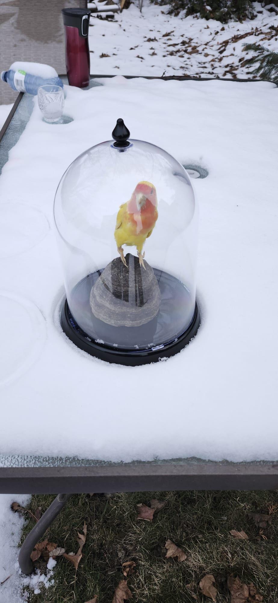Love bird taxidermy in a dome