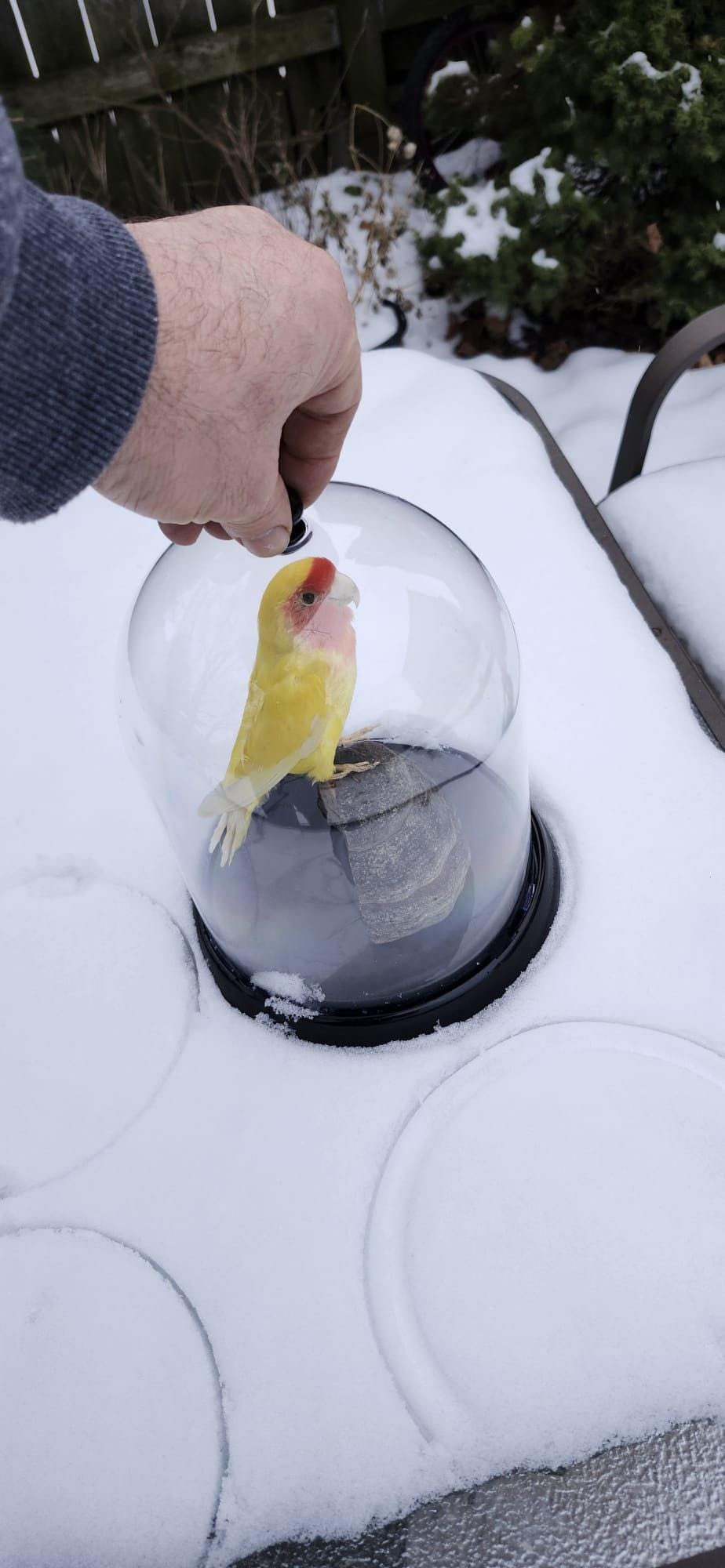 Love bird taxidermy in a dome