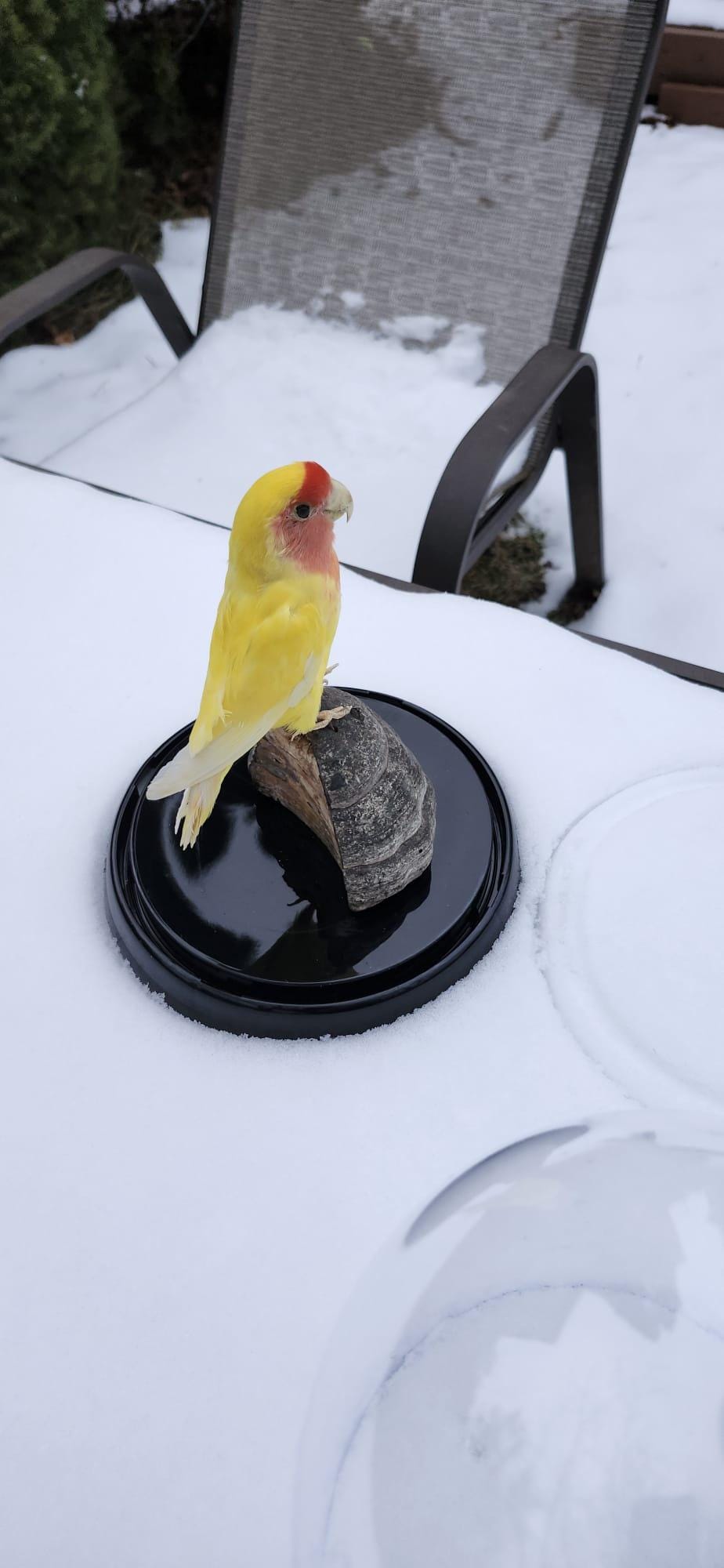 Love bird taxidermy in a dome