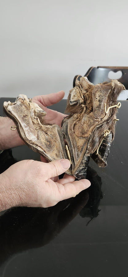 Bison/Buffalo hoof educational peice taxidermy