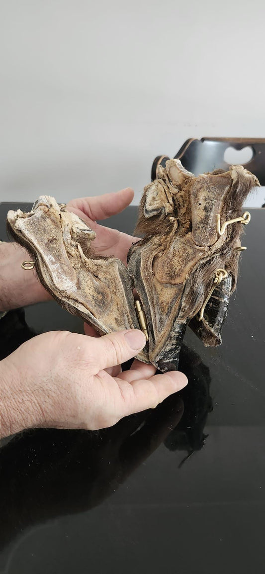 Bison/Buffalo hoof educational peice taxidermy