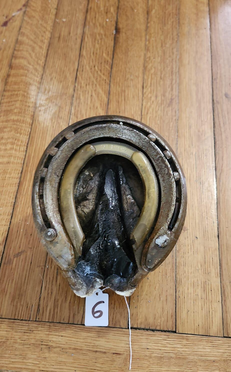 Nice horse hoof taxidermy