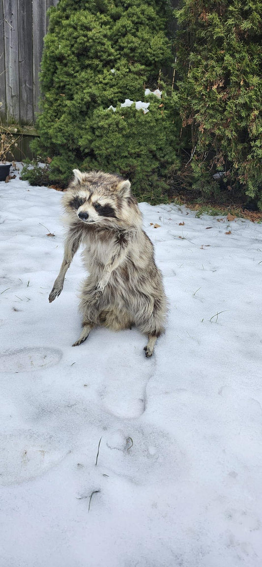 Fully posable soft mount raccoon taxidermy