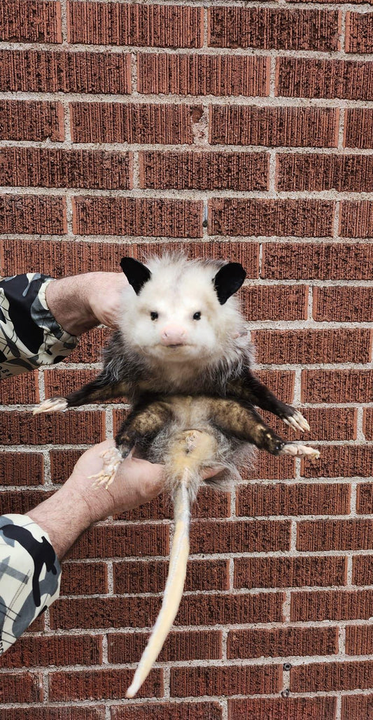 Soft mount Large opossum taxidermy