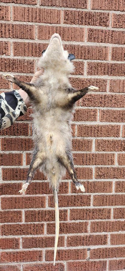Soft mount Large opossum taxidermy