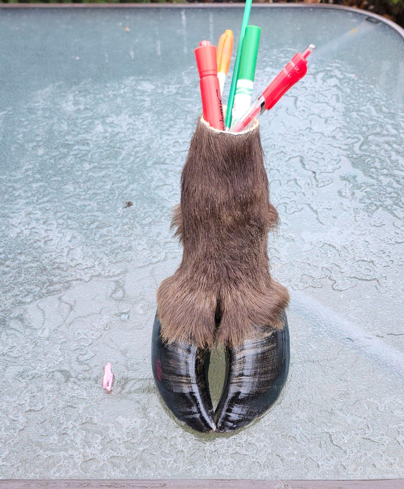 bison/ buffalo foot pencil holder