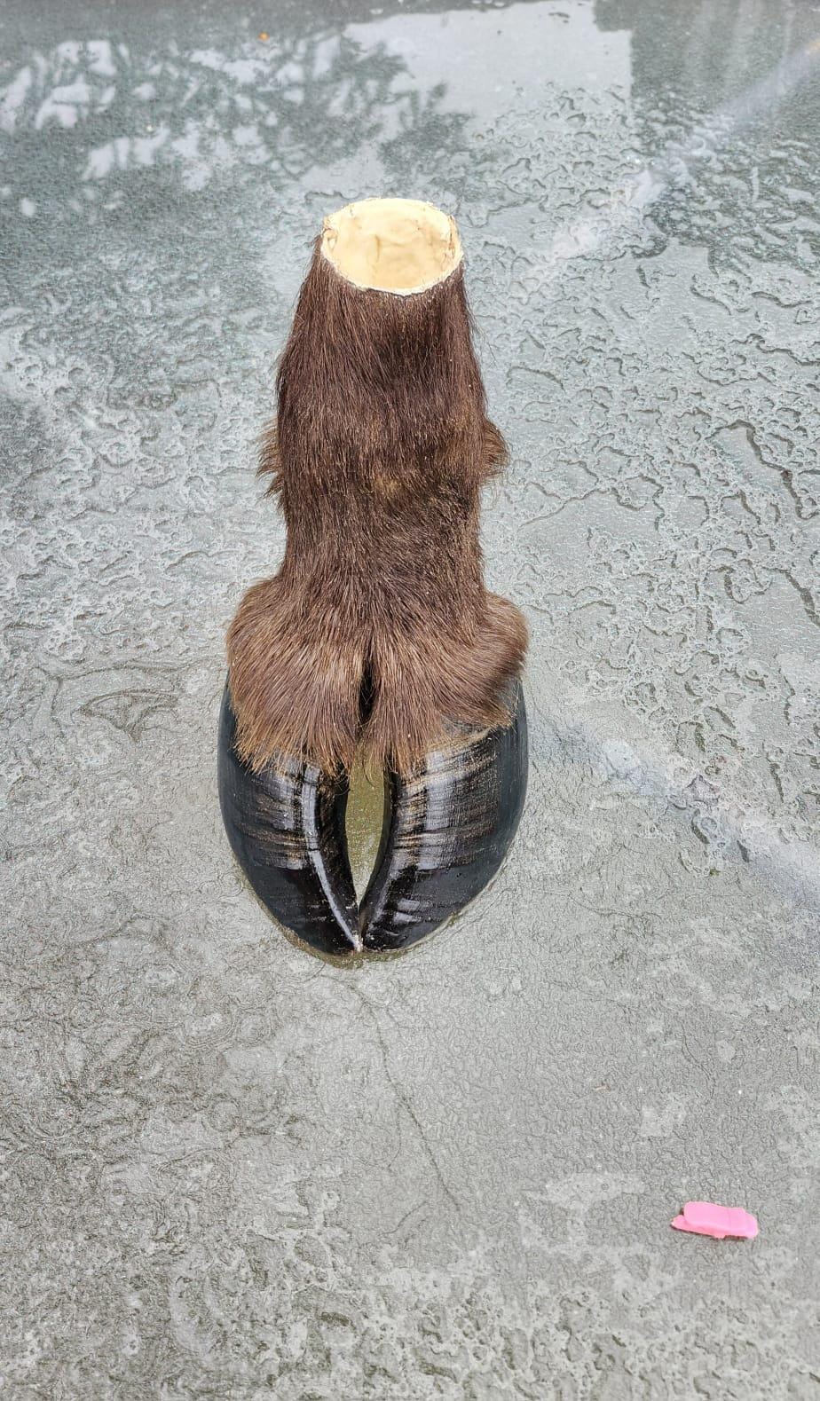 bison/ buffalo foot pencil holder