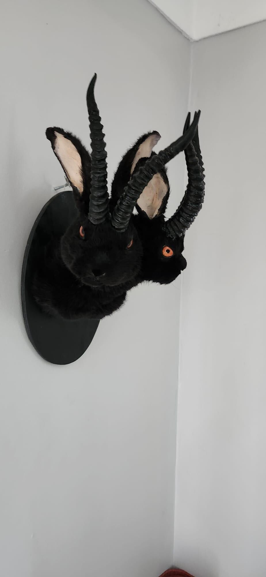 Black two headed shoulder mount jackalope taxidermy, rabbit taxidermy, wall mounted bunny