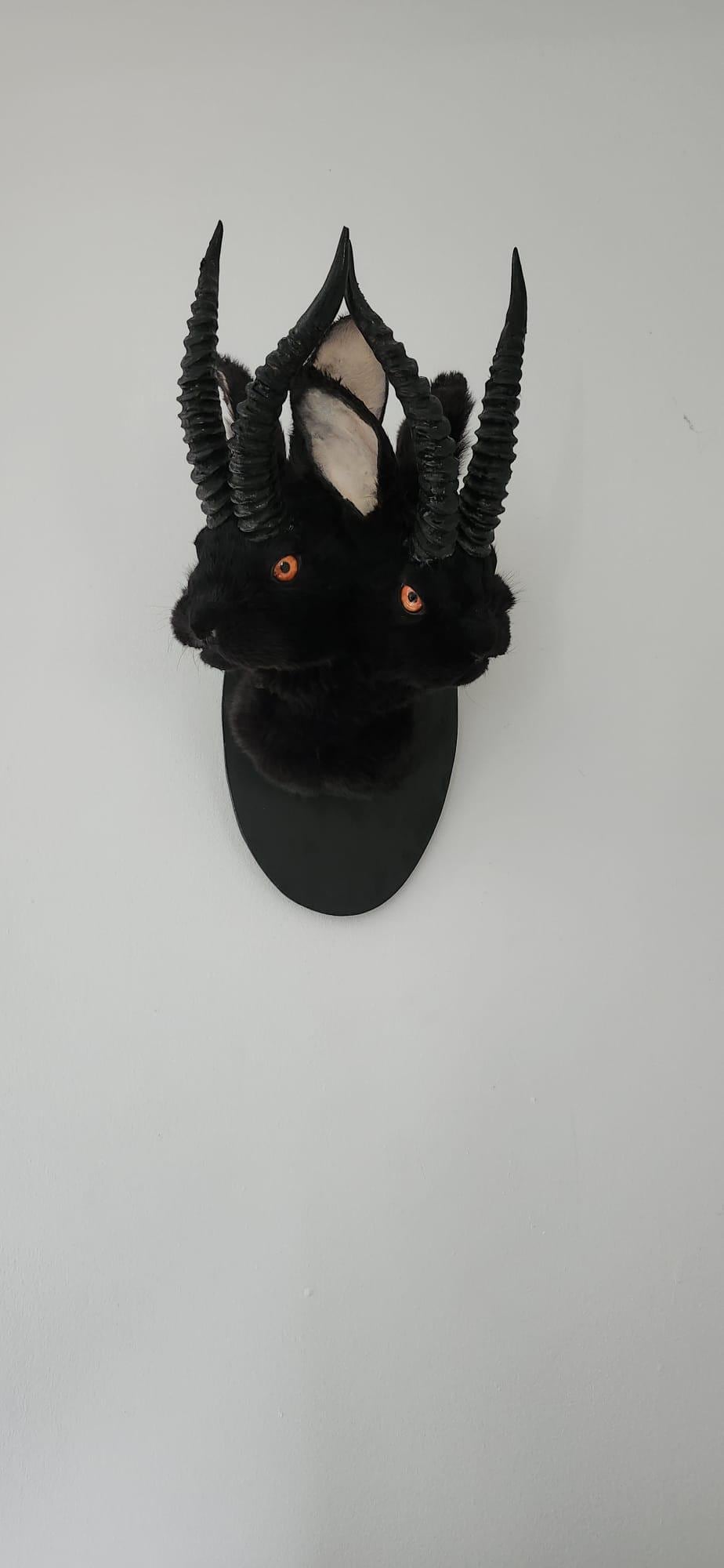 Black two headed shoulder mount jackalope taxidermy, rabbit taxidermy, wall mounted bunny