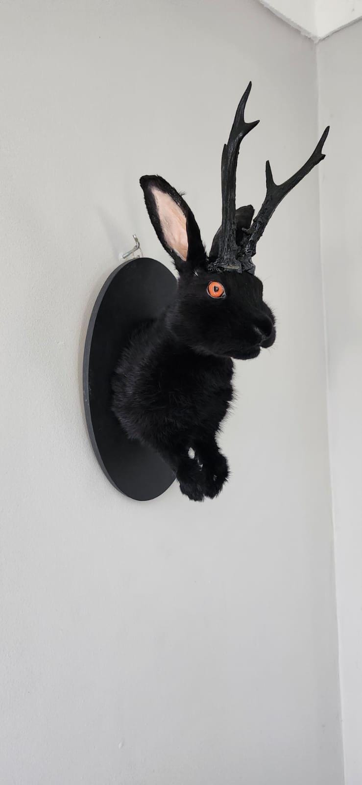 Shoulder mount Black jackalope taxidermy