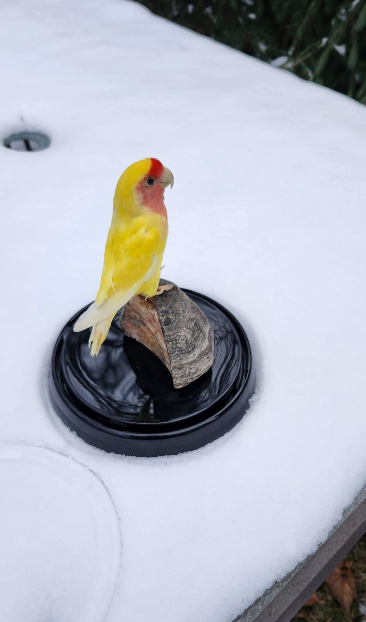 Love bird taxidermy in a dome