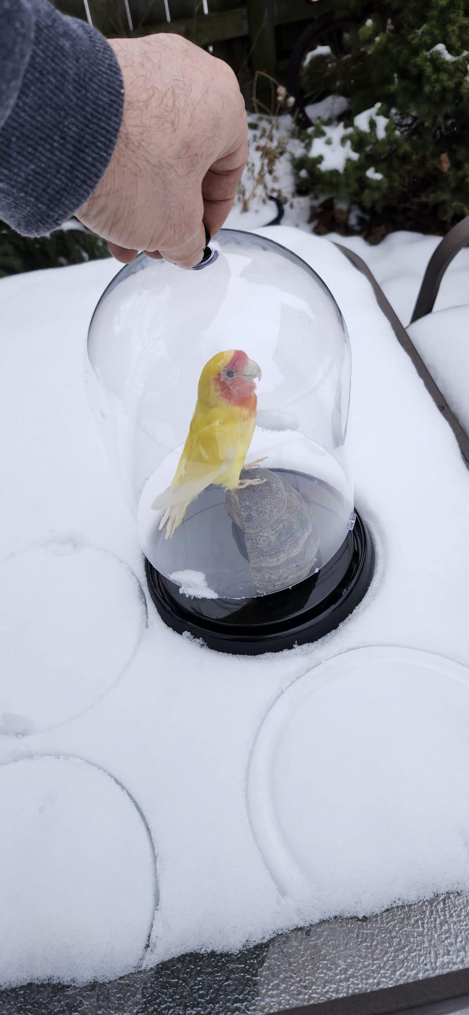 Love bird taxidermy in a dome