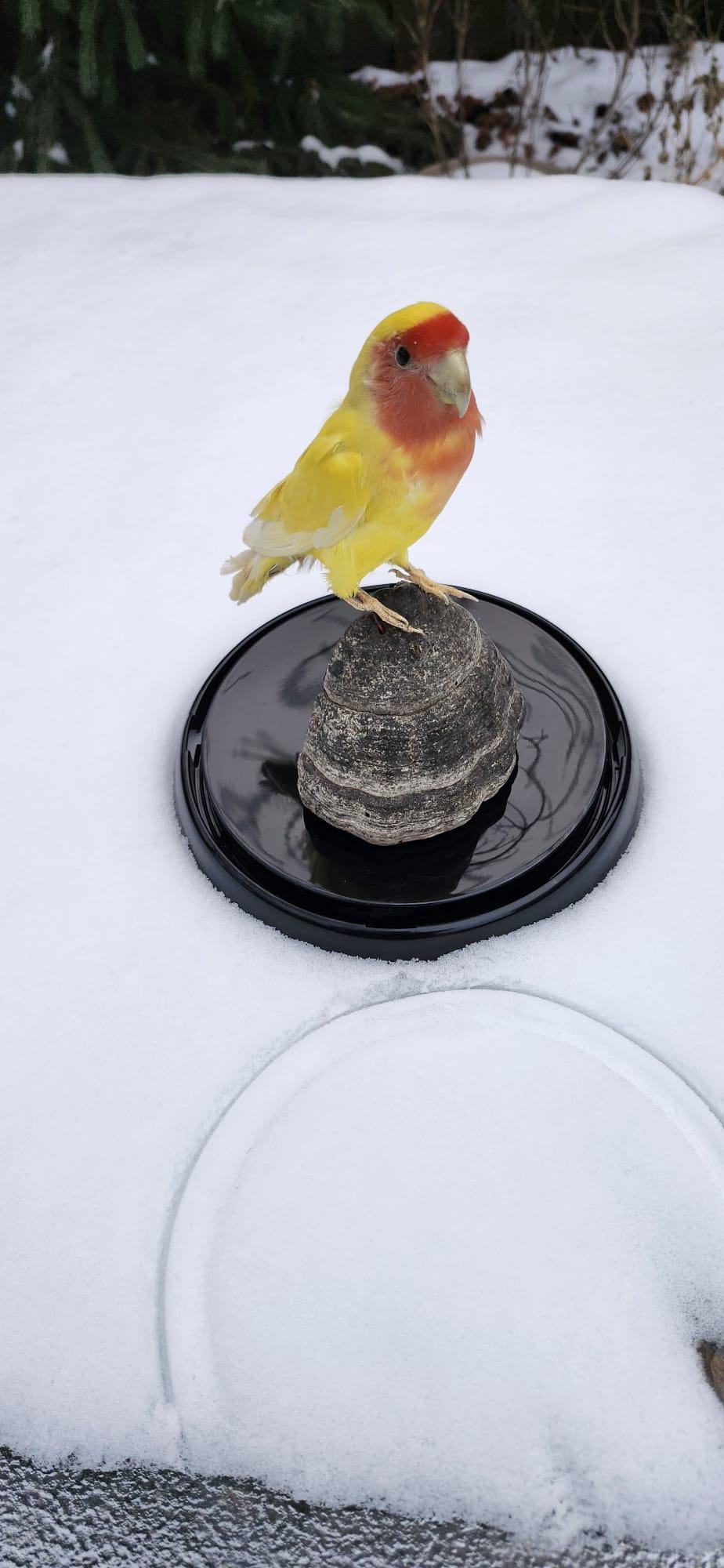 Love bird taxidermy in a dome