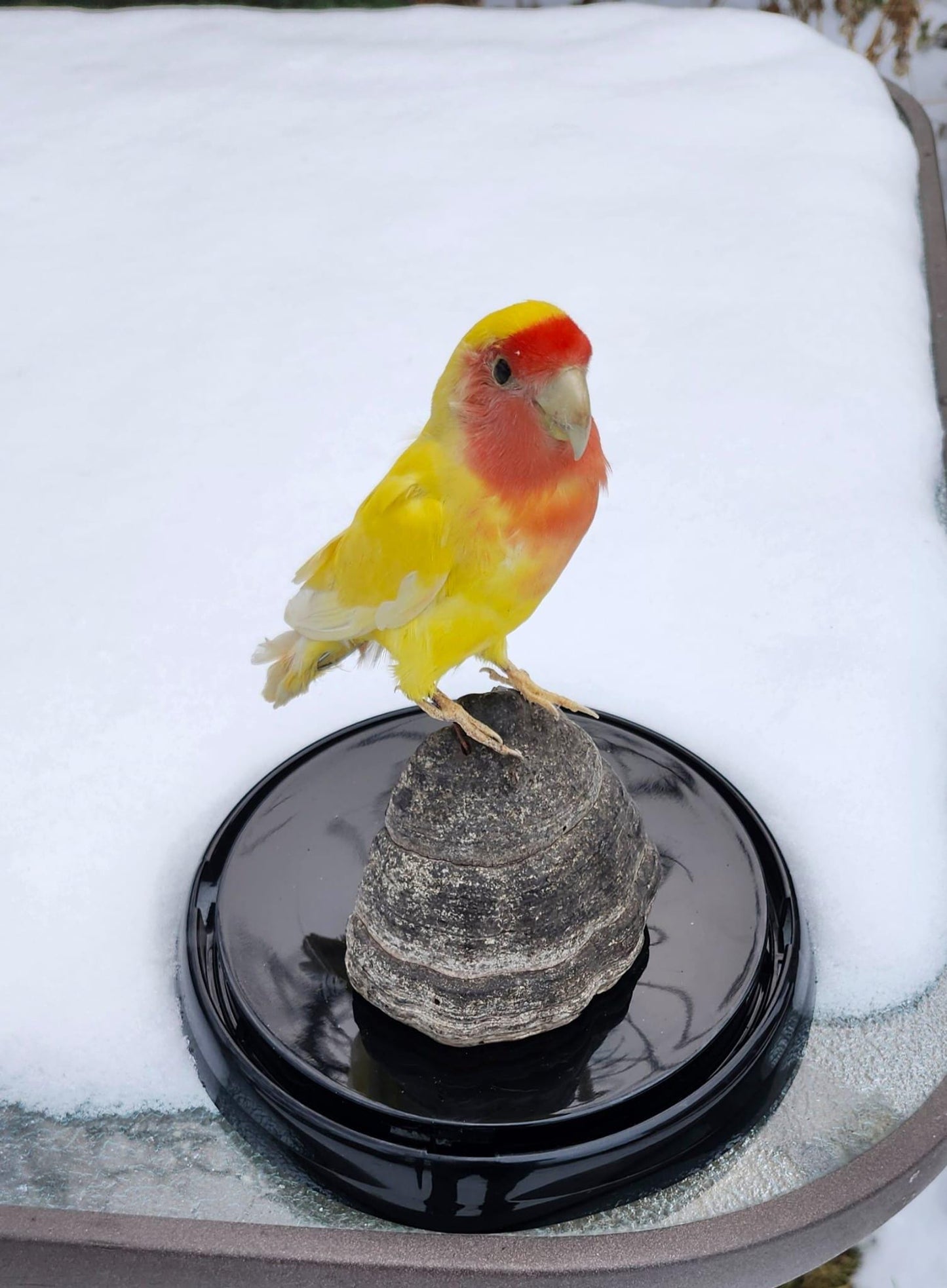 Love bird taxidermy in a dome