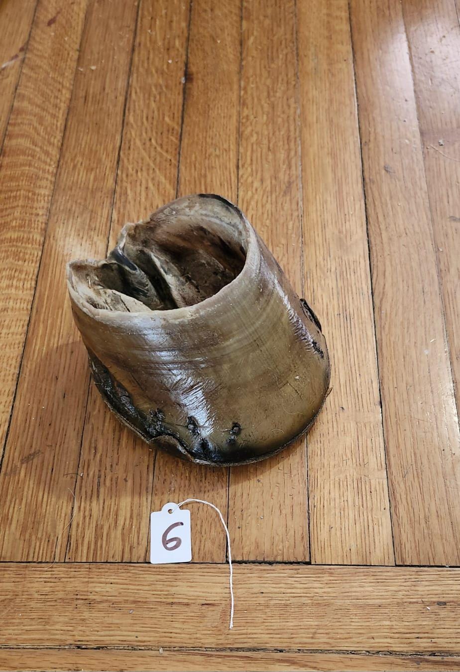 Nice horse hoof taxidermy