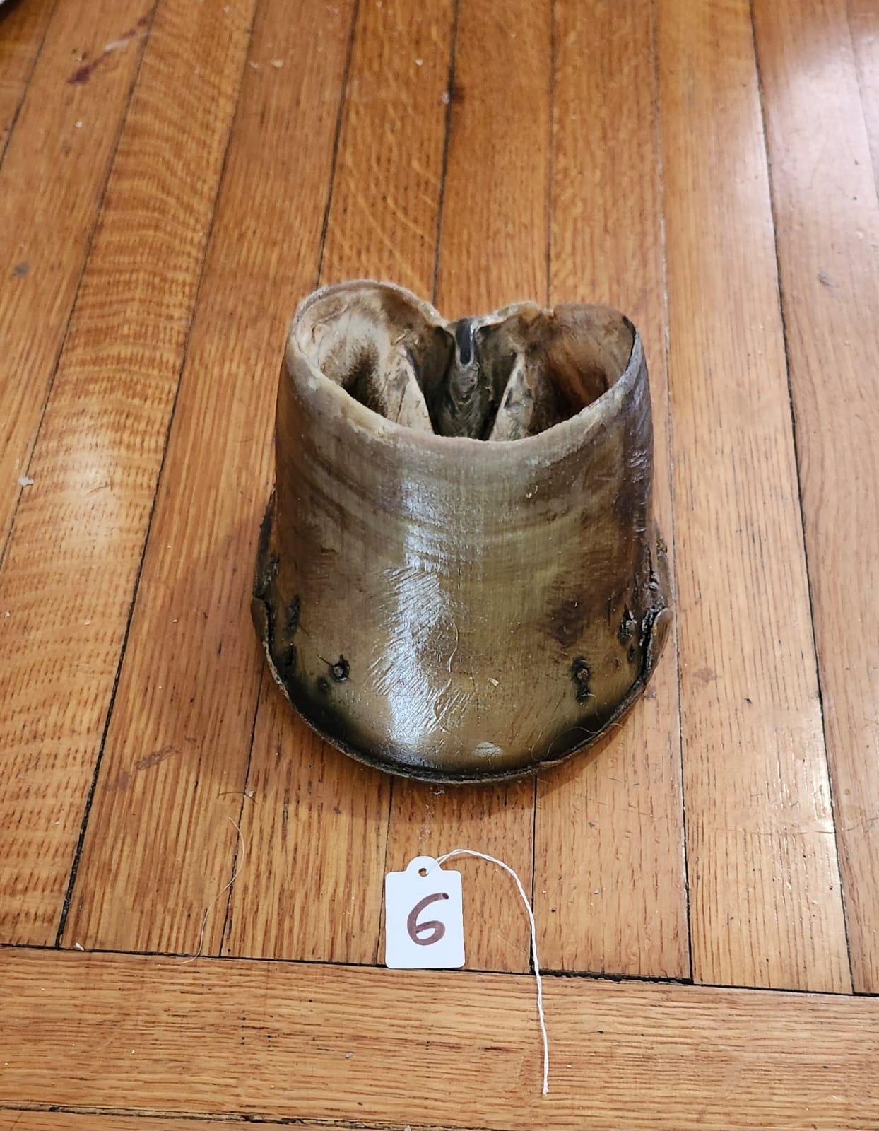 Nice horse hoof taxidermy