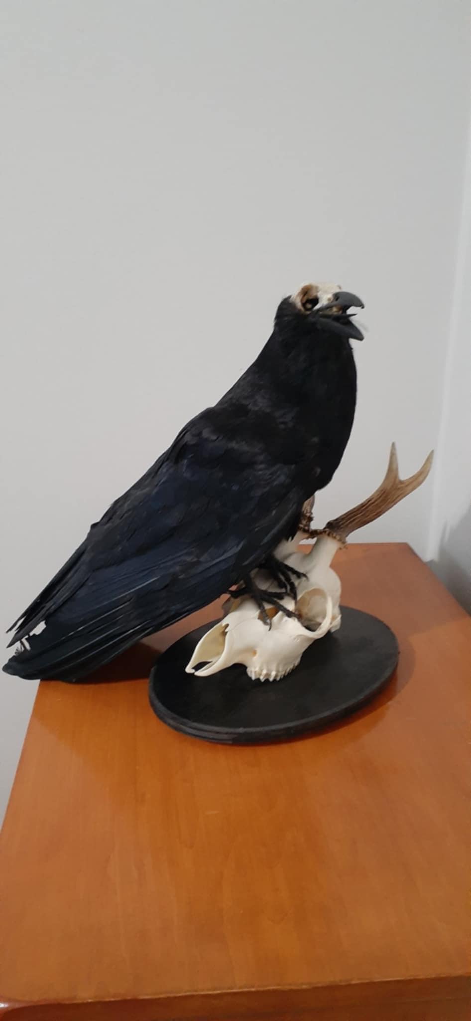 Carrion crow taxidermy with skull exposed standing on a real roe deer skull