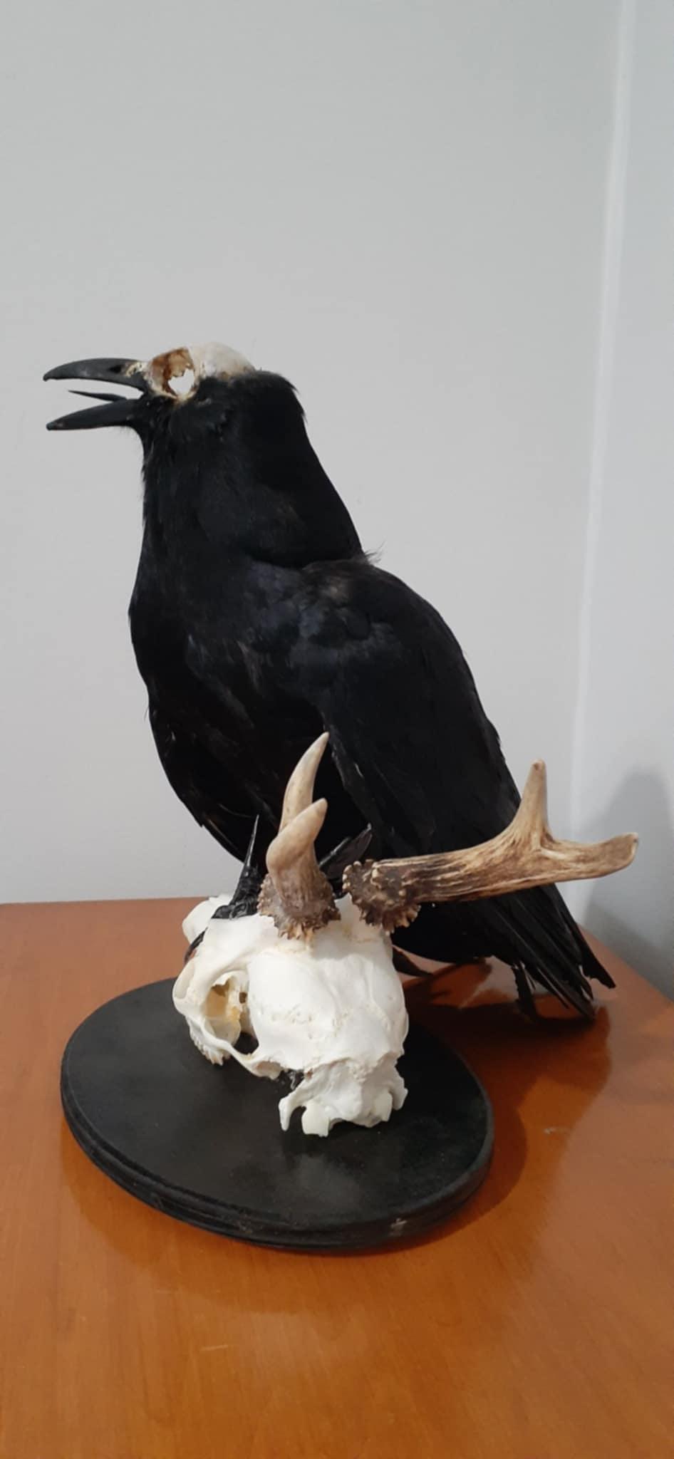 Carrion crow taxidermy with skull exposed standing on a real roe deer skull